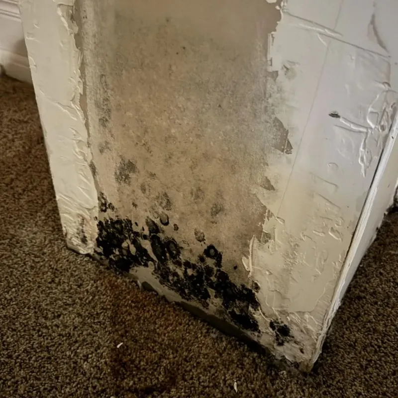 Professional Mold Removal in McColl, SC